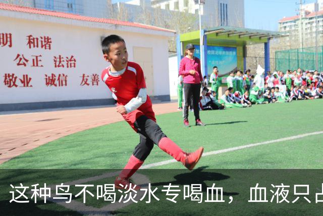 这种鸟不喝淡水专喝血，血液只占食谱十分之一